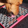 lickimat chien pinscher