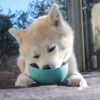 lickimat bol akita inu