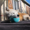lickimat wobble akita inu