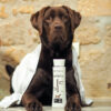 shampooing biogance chien labrador