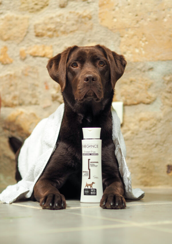 shampooing biogance chien labrador
