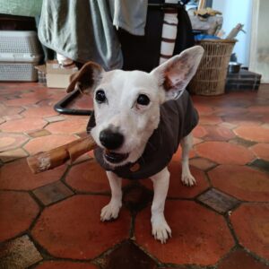 Nerf de bœuf 12 cm par 5