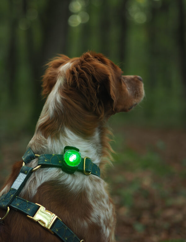 lampe orbiloc chien epagneul breton