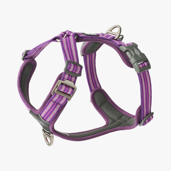 harnais dog copenhagen violet