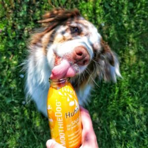 smoothie pour chien