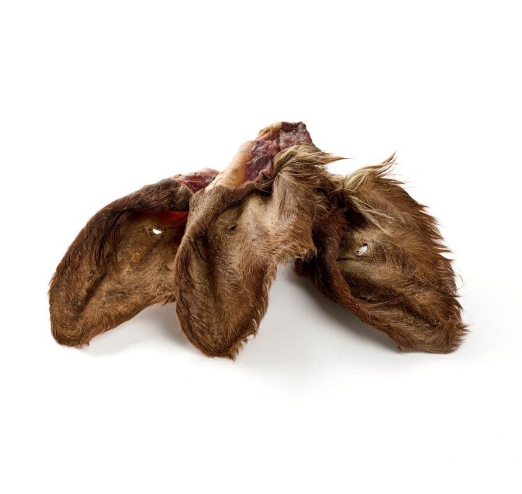 oreilles bœuf poils
