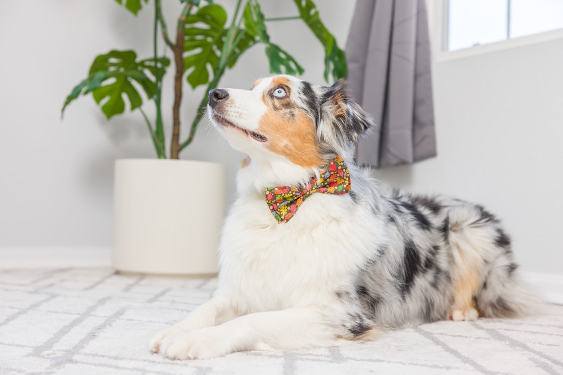 nœud papillon pour chien