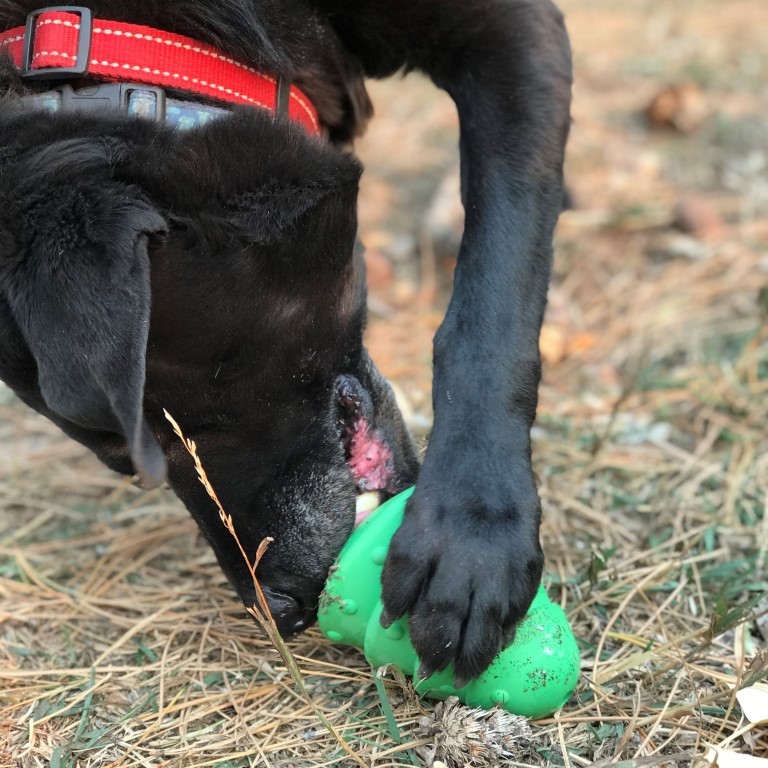 sapin sodapup jouet chien friandises labrador