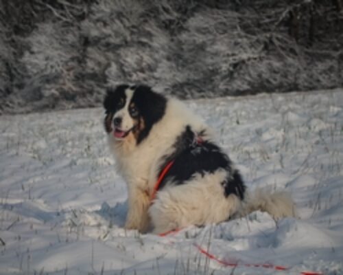 longe biothane orange pour chien berger de bosnie à la neige